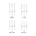 PRE ROLLS-CONES-SIZES.webp